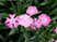 Nadeshiko - Wild Carnation